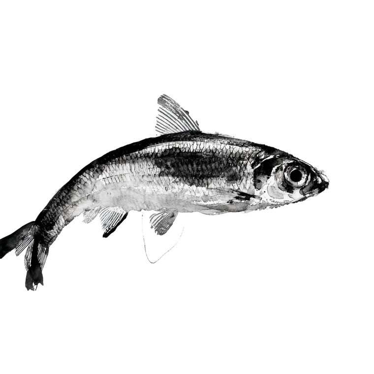 Stylized Herring Vinyl Car Decal Sticker – Waterproof & UV-Resistant 3.4133333333333336"