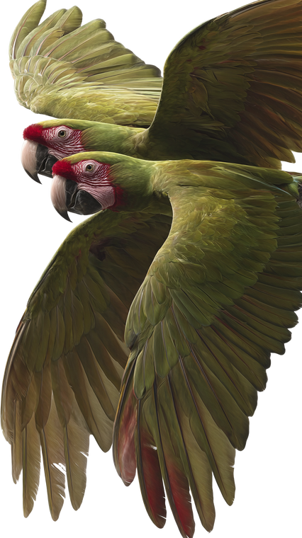 Flying Green Macaws Vinyl Car Decal Sticker – Waterproof & UV-Resistant 9.706666666666667"