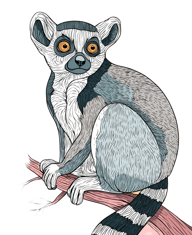 Kawaii Lemur V2 Vinyl Car Decal Sticker – Waterproof & UV-Resistant 4.05333333333333