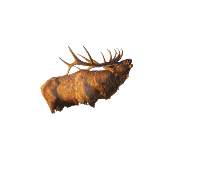 Bugling Bull Elk V3 Vinyl Car Decal Sticker – Waterproof & UV-Resistant 6.