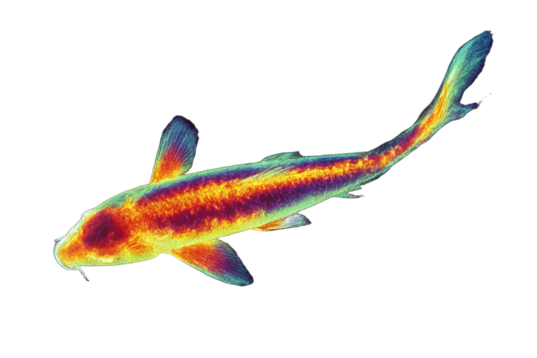 Thermographic Koi Fish Vinyl Car Decal Sticker – Waterproof & UV-Resistant 5.97333333333333