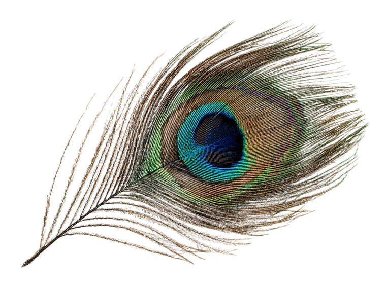 Peacock Feather Illustration Vinyl Car Decal Sticker – Waterproof & UV-Resistant 3.0933333333333333"