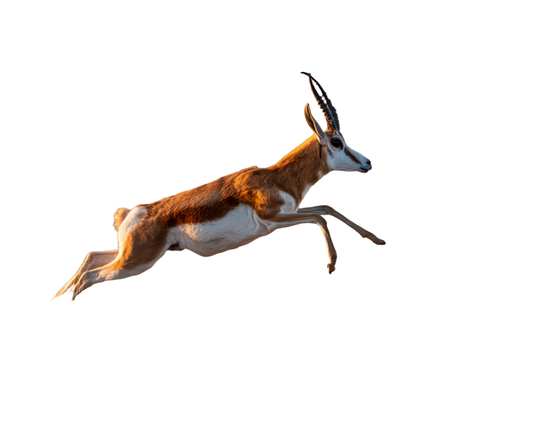 Leaping Antelope Sunset Vinyl Car Decal Sticker – Waterproof & UV-Resistant 3.2"