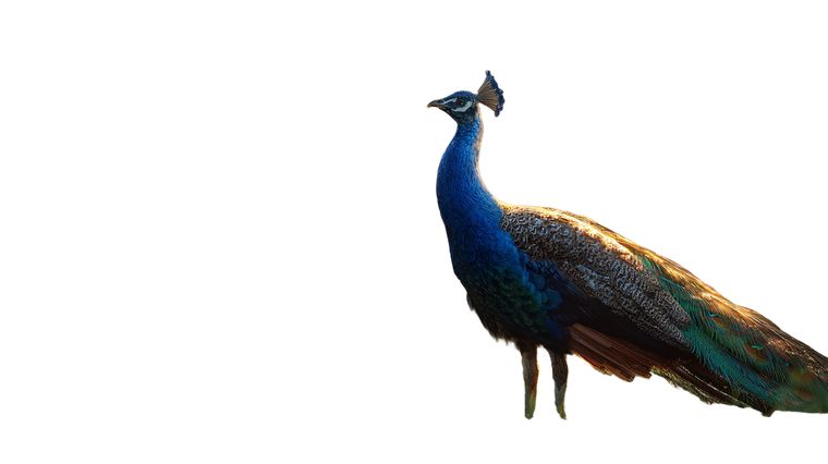 Majestic Peacock Sunlight Vinyl Car Decal Sticker – Waterproof & UV-Resistant 5.4