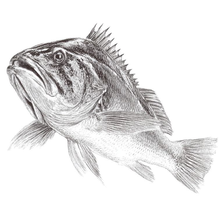 Sea Bass Drawing Vinyl Car Decal Sticker – Waterproof & UV-Resistant 3.4133333333333336"