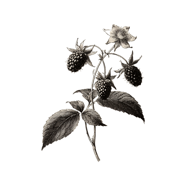 Botanical Raspberry Drawing Vinyl Car Decal Sticker – Waterproof & UV-Resistant 6.826666666666667"