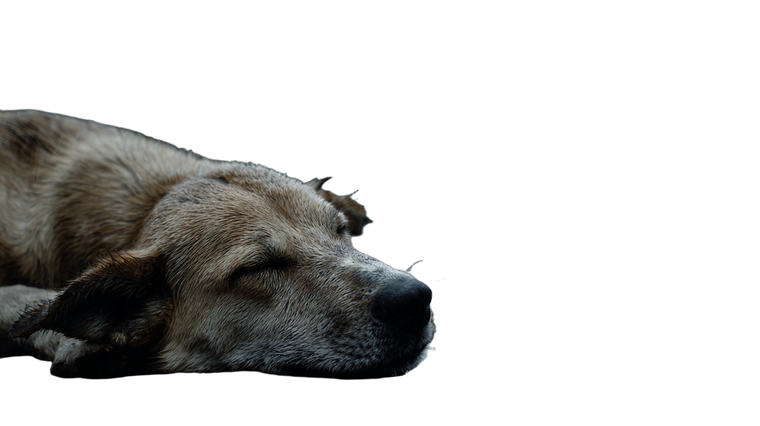 Deceased Stray Dog Vinyl Car Decal Sticker – Waterproof & UV-Resistant 5.4