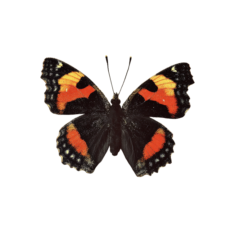 Vintage Butterfly V6 Vinyl Car Decal Sticker – Waterproof & UV-Resistant 3.4133333333333336"