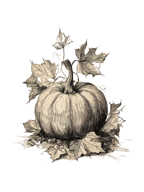 Vintage Pumpkin Sketch Vinyl Car Decal Sticker – Waterproof & UV-Resistant 8.213333333333333"