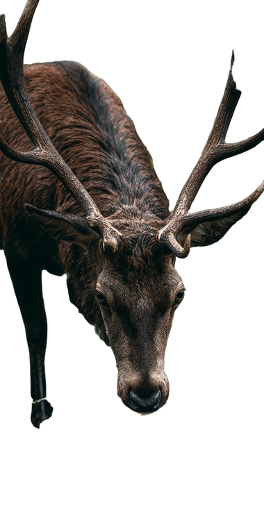 Iberian Stag Grazing Vinyl Car Decal Sticker – Waterproof & UV-Resistant 10.2