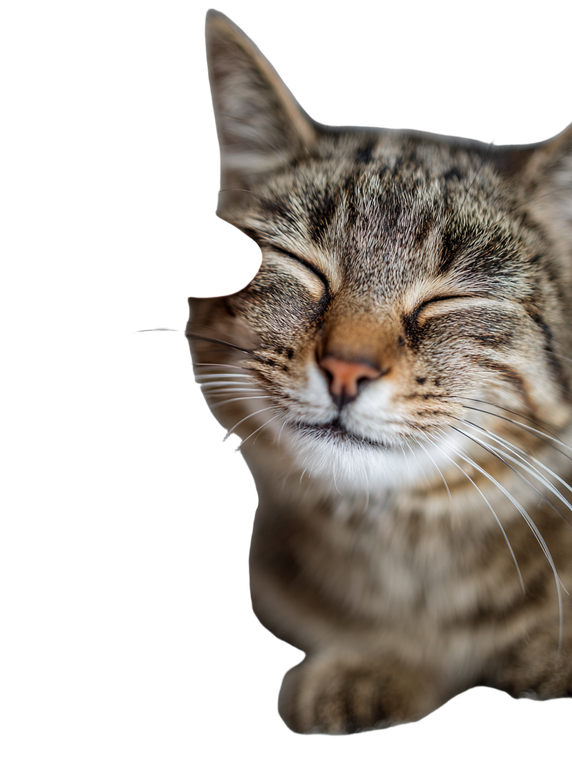 Winking Cat Face Vinyl Car Decal Sticker – Waterproof & UV-Resistant 8.213333333333333"