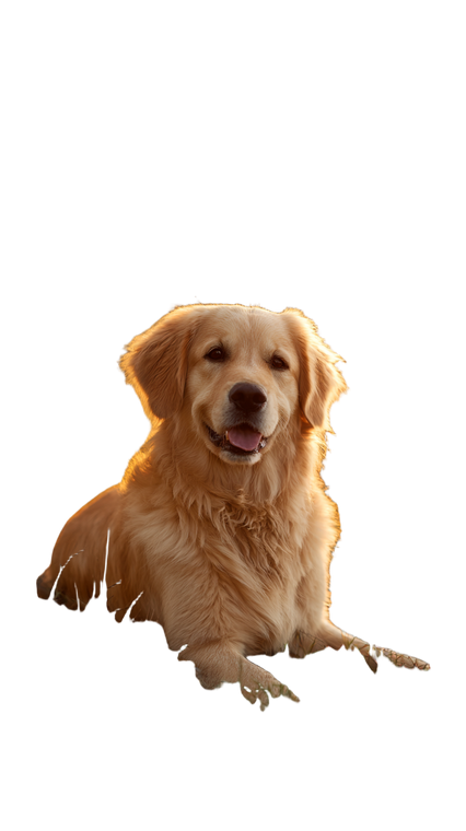 Golden Retriever Serenity V2 Vinyl Car Decal Sticker – Waterproof & UV-Resistant 9.706666666666667"