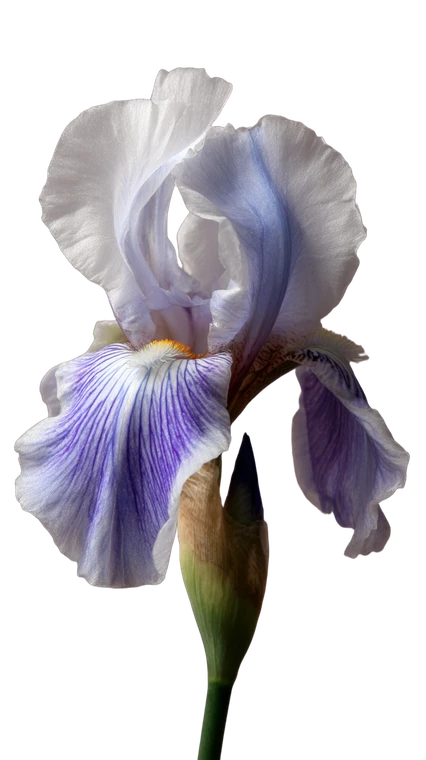 Iris Flower V8 Vinyl Car Decal Sticker – Waterproof & UV-Resistant 4.8533333333333335"