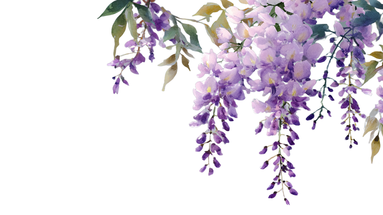 Wisteria Blossoms Vinyl Car Decal Sticker – Waterproof & UV-Resistant 5.4