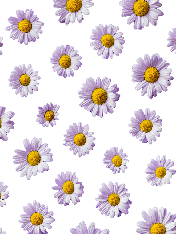 Top View Daisies Vinyl Car Decal Sticker – Waterproof & UV-Resistant 8.213333333333333"