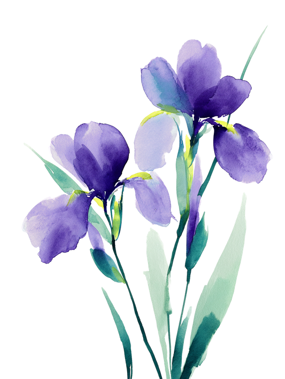 Purple Irises Watercolor Vinyl Car Decal Sticker – Waterproof & UV-Resistant 8.213333333333333"