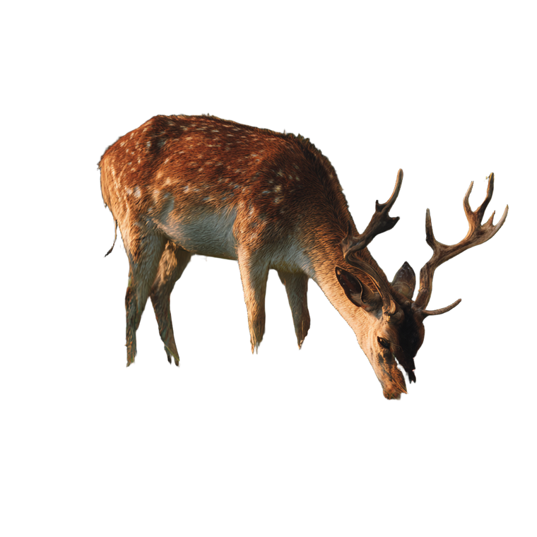 Majestic Grazing Deer Vinyl Car Decal Sticker – Waterproof & UV-Resistant 3.4133333333333336"