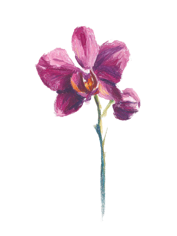 Moody Orchid Art Vinyl Car Decal Sticker – Waterproof & UV-Resistant 8.213333333333333"