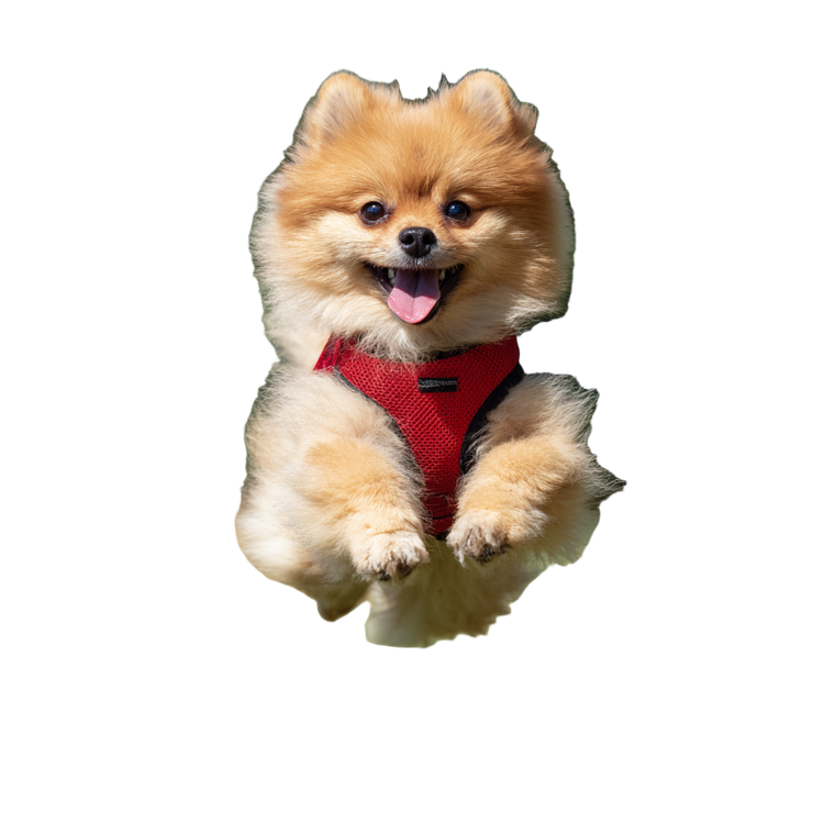 Jumping Pomeranian Vinyl Car Decal Sticker – Waterproof & UV-Resistant 3.4133333333333336"