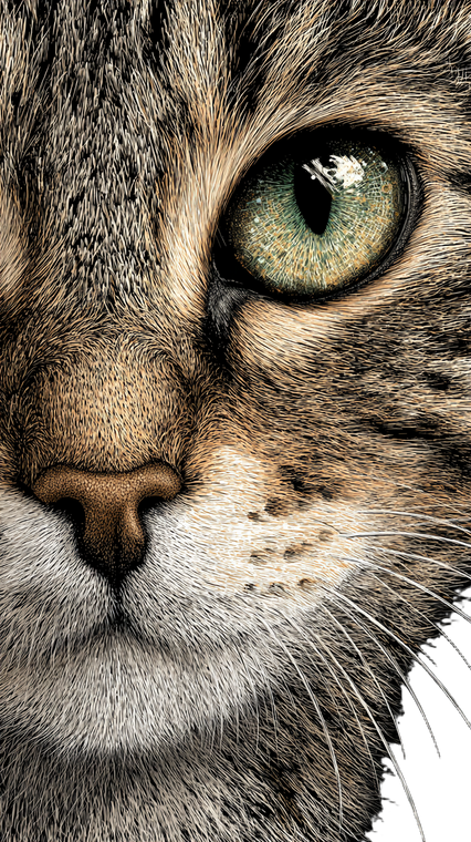 Realistic Cat Illustration Vinyl Car Decal Sticker – Waterproof & UV-Resistant 4.8533333333333335"
