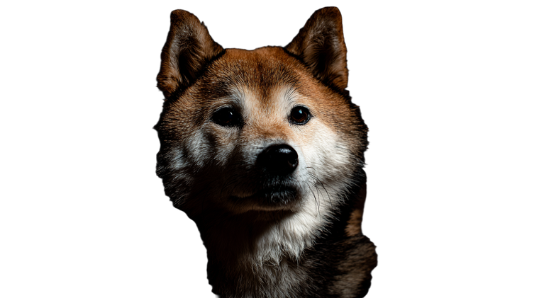 Shiba Inu Portrait V7 Vinyl Car Decal Sticker – Waterproof & UV-Resistant 2.72"