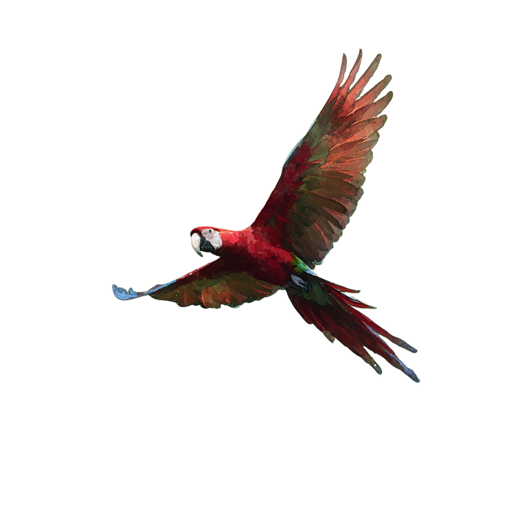 Flying Green Macaw Vinyl Car Decal Sticker – Waterproof & UV-Resistant 3.4133333333333336"