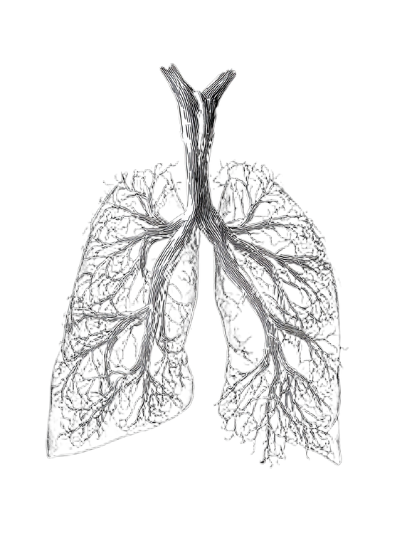 Lung Nerve System Vinyl Car Decal Sticker – Waterproof & UV-Resistant 8.213333333333333"