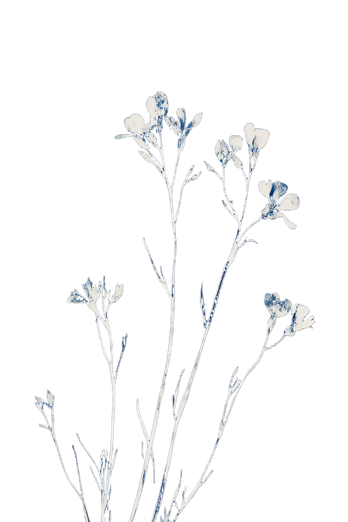 Minimalistic Wildflower Lithograph Vinyl Car Decal Sticker – Waterproof & UV-Resistant 8.96"