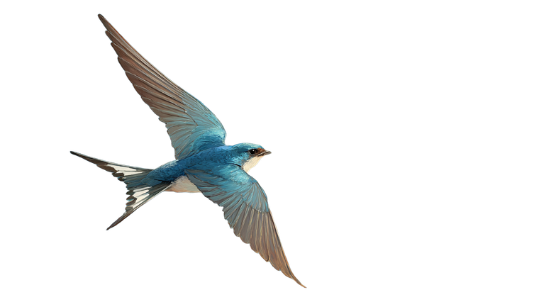 Swallow In Flight V5 Vinyl Car Decal Sticker – Waterproof & UV-Resistant 2.72"