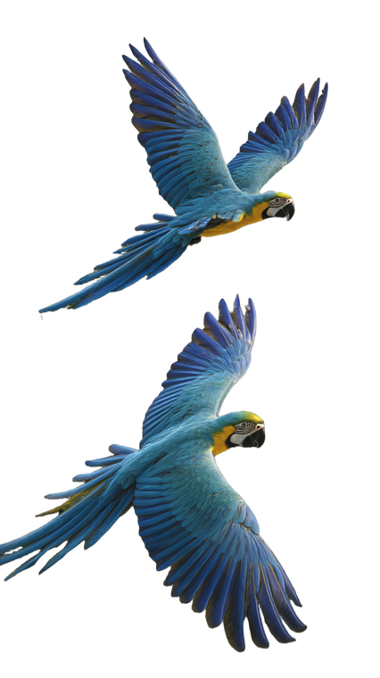 Macaws Flying Above Vinyl Car Decal Sticker – Waterproof & UV-Resistant 9.706666666666667"