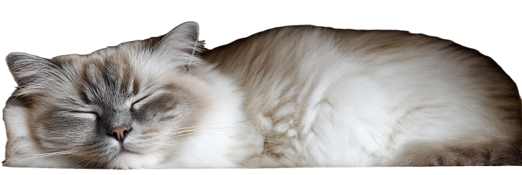 Sleeping Ragdoll Cat V7 Vinyl Car Decal Sticker – Waterproof & UV-Resistant 2.1333333333333333"