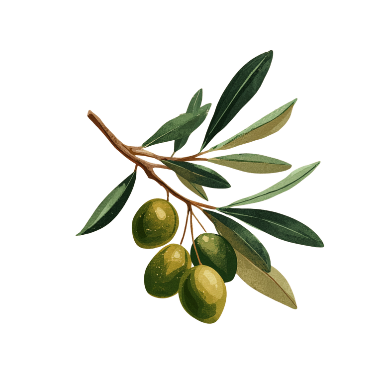 Olive Branch Illustration V8 Vinyl Car Decal Sticker – Waterproof & UV-Resistant 3.4133333333333336"