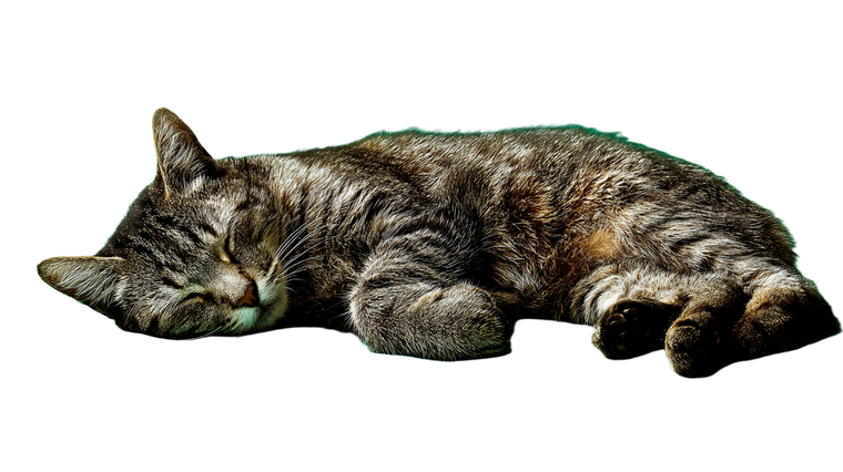 Sleeping Cat V56 Vinyl Car Decal Sticker – Waterproof & UV-Resistant 2.72"