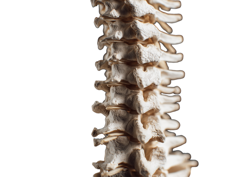 Human Spine V2 Vinyl Car Decal Sticker – Waterproof & UV-Resistant 6.1866666666666665"