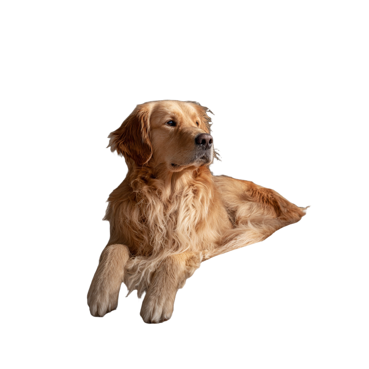 Golden Retriever Relaxing V11 Vinyl Car Decal Sticker – Waterproof & UV-Resistant 3.4133333333333336"