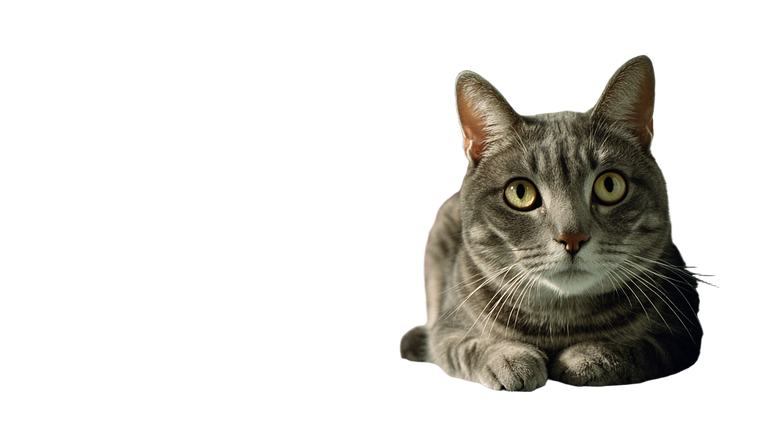 Gray Tabby Cat V18 Vinyl Car Decal Sticker – Waterproof & UV-Resistant 2.72"