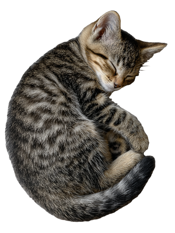 Sleeping Kitten V12 Vinyl Car Decal Sticker – Waterproof & UV-Resistant 4.1066666666666665"
