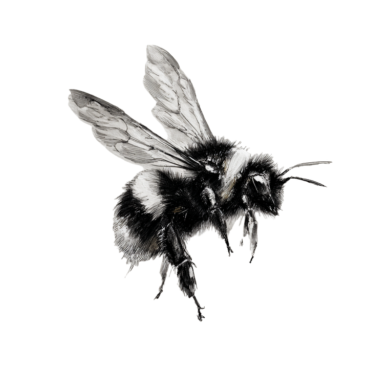 Bee In Flight V2 Vinyl Car Decal Sticker – Waterproof & UV-Resistant 3.4133333333333336"