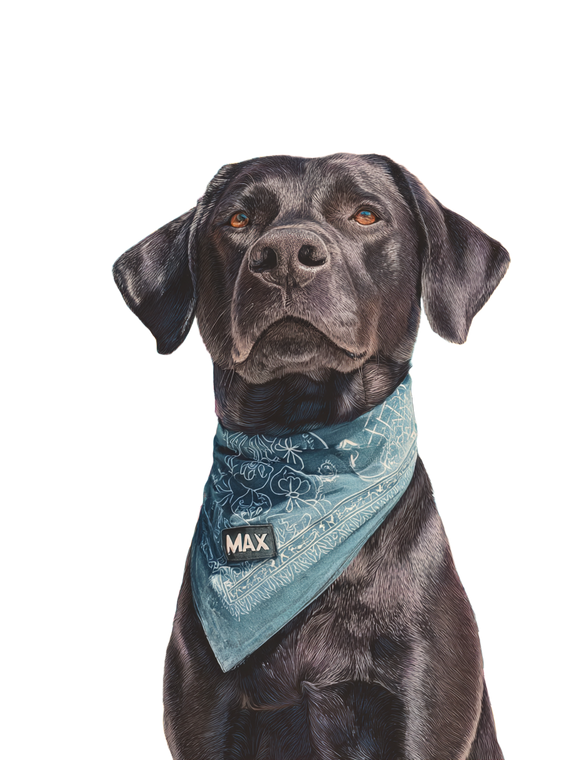 Stylish Labrador Portrait Vinyl Car Decal Sticker – Waterproof & UV-Resistant 8.213333333333333"
