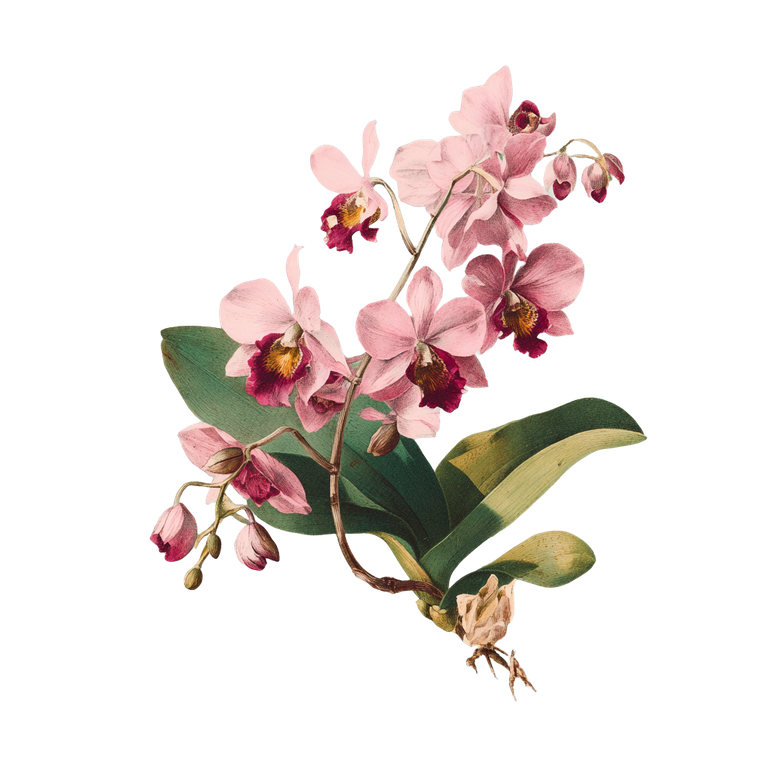 Vintage Pink Orchids Vinyl Car Decal Sticker – Waterproof & UV-Resistant 6.826666666666667"