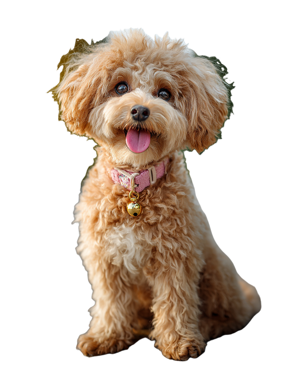 Cute Poodle Sitting Vinyl Car Decal Sticker – Waterproof & UV-Resistant 4.0"