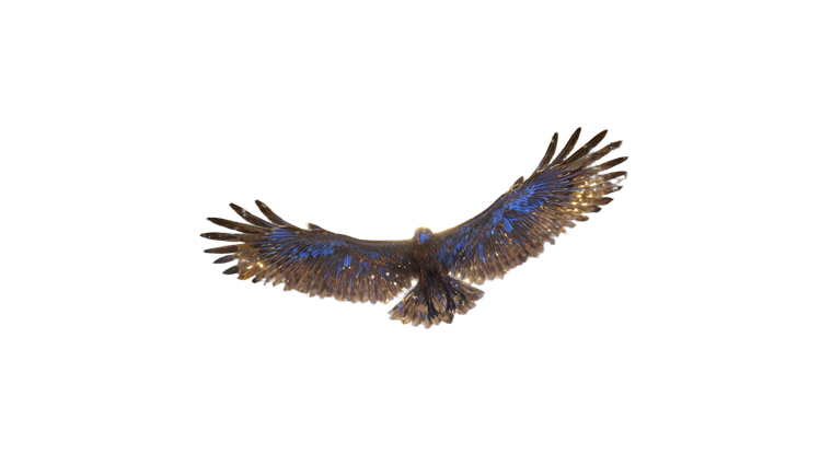 Majestic Eagle Soaring V21 Vinyl Car Decal Sticker – Waterproof & UV-Resistant 2.72"