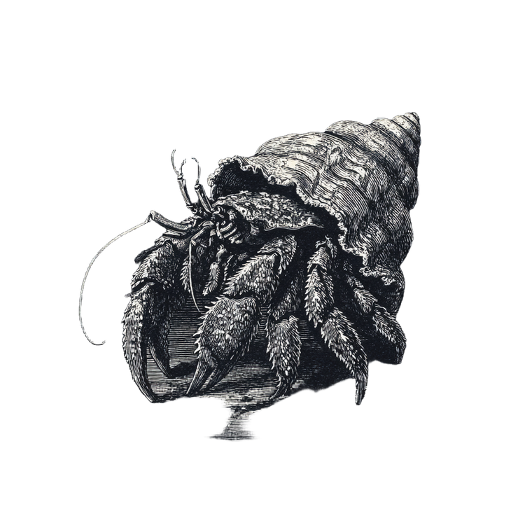 Evil Hermit Crab Vinyl Car Decal Sticker – Waterproof & UV-Resistant 3.4133333333333336"