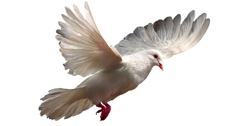 White Dove Flying V37 Vinyl Car Decal Sticker – Waterproof & UV-Resistant 2.72"