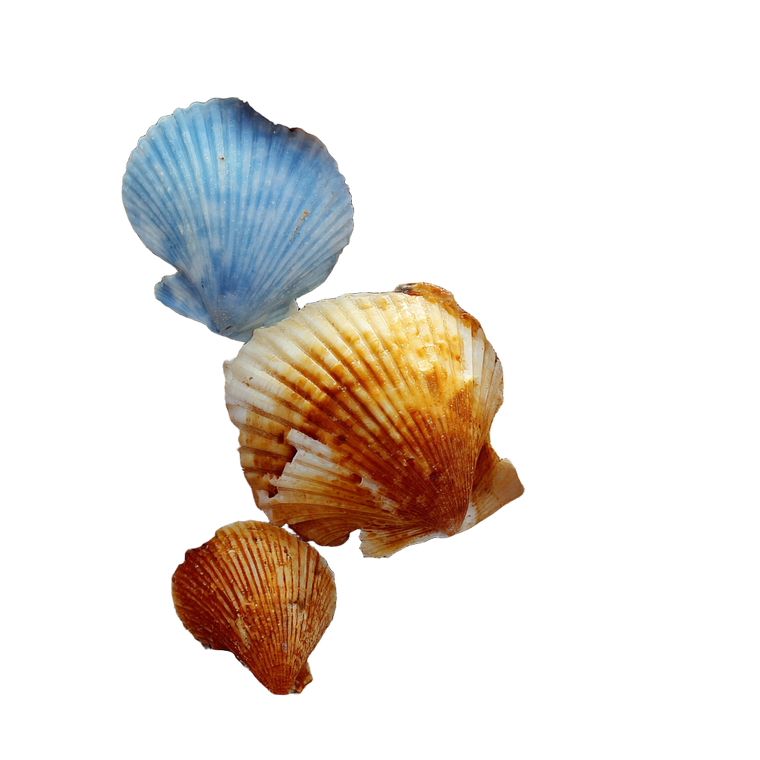 Scattered Seashells Vinyl Car Decal Sticker – Waterproof & UV-Resistant 3.4133333333333336"