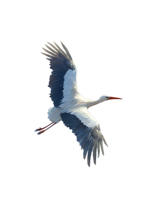 Stork In Flight Vinyl Car Decal Sticker – Waterproof & UV-Resistant 4.1066666666666665"