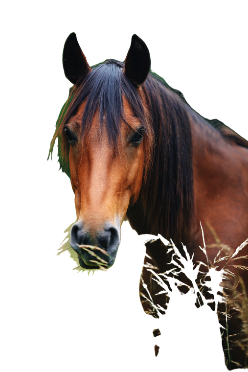 Horse In Meadow Vinyl Car Decal Sticker – Waterproof & UV-Resistant 4.4