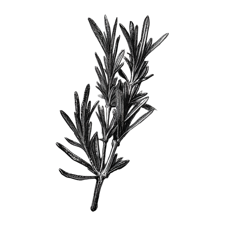 Rosemary Etching Vinyl Car Decal Sticker – Waterproof & UV-Resistant 6.826666666666667"