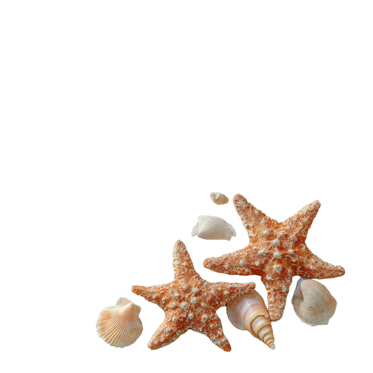 Beach Starfish Seashells Vinyl Car Decal Sticker – Waterproof & UV-Resistant 3.4133333333333336"
