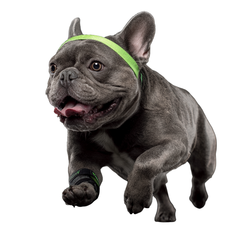 Running French Bulldog Vinyl Car Decal Sticker – Waterproof & UV-Resistant 3.4133333333333336"